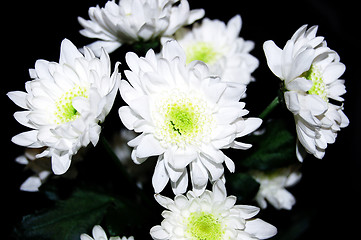 Image showing The white chrysanthemum