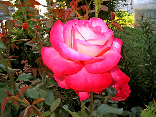 Image showing White and pink roses