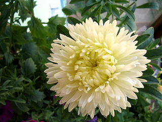 Image showing white aster