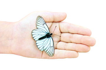 Image showing White Butterfly