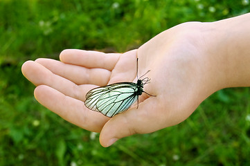 Image showing White butterfly on the child hand