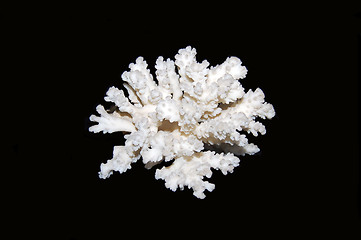 Image showing White coral