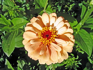 Image showing zinnia