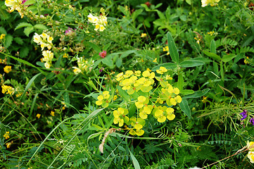 Image showing Yellow flowers in a meadow