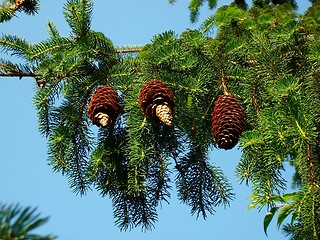 Image showing Branch with fir cones