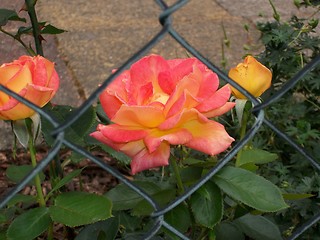 Image showing Roses behind a barbed wire