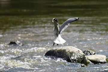 Image showing Hunting Seagull