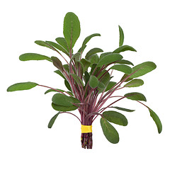 Image showing Sage Herb Leaf Posy