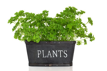 Image showing Parsley Herb Plant