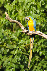 Image showing Blue-and-yellow macaw