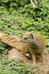 Image showing Banded mongoose