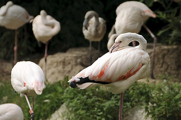 Image showing White flamingo