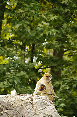 Image showing Barbary macaques mother and son