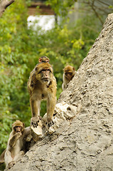 Image showing Barbary macaques