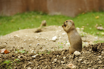 Image showing Standing black-tailed prairie dog