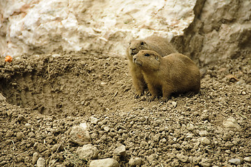 Image showing Couple of black-tailed prairie dogs near their hole in the groun