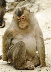 Image showing Sad monkey