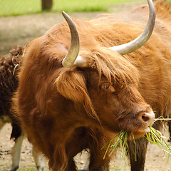 Image showing Highland cow