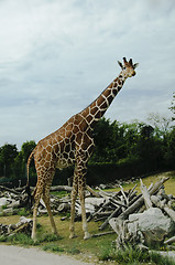 Image showing Giraffe standing