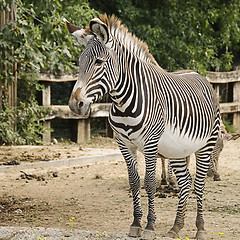 Image showing Imperial zebra