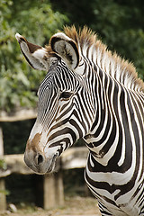 Image showing Imperial zebra