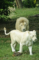 Image showing White lion and lioness