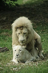 Image showing White lion and lioness mating
