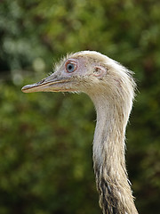 Image showing Ostrich portrait