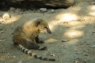 Image showing South American coati resting