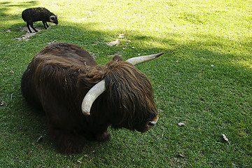 Image showing Highland cow