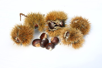 Image showing chestnut