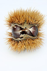 Image showing Chestnut