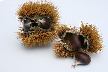 Image showing chestnut