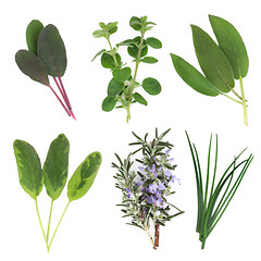 Image showing Herb Leaf Selection