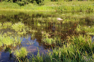 Image showing Overgrowm Pond at Sunset