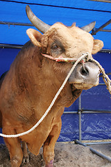 Image showing Bull