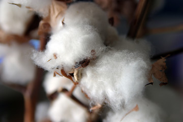 Image showing Close-up of natural cotton flower