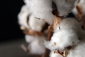 Image showing Close-up of natural cotton flower