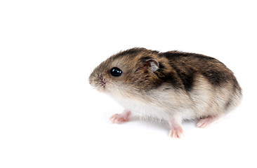 Image showing Feathery hamster