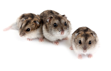 Image showing Three hamsters