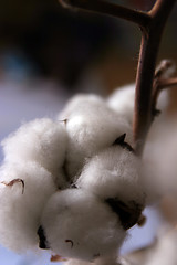 Image showing Close-up of natural cotton flower