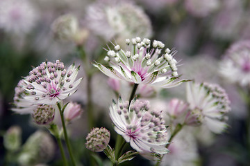 Image showing Delicate white flowers stained with purple