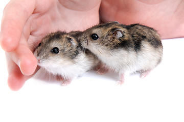 Image showing Two hamster on palm