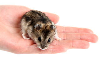 Image showing Hamster on palm