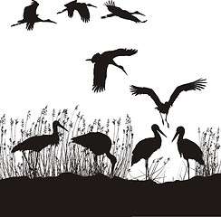 Image showing Storks in peat