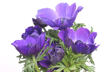 Image showing Blue anemones