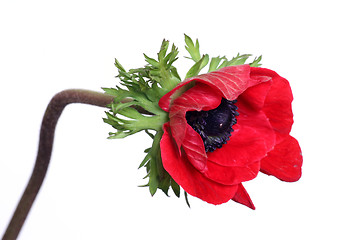 Image showing Red anemone