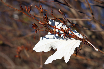 Image showing White leaf