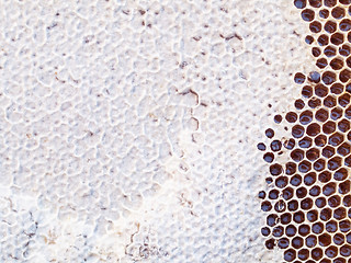 Image showing Honeycomb