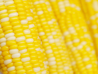 Image showing Corn background